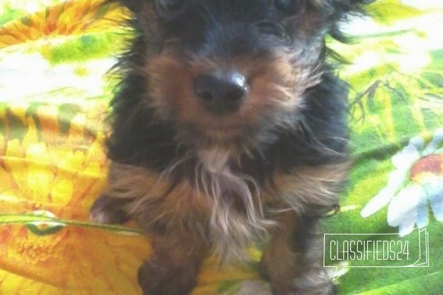 Йоркширский терьер в городе Рославль, фото 2, Йоркширский терьер