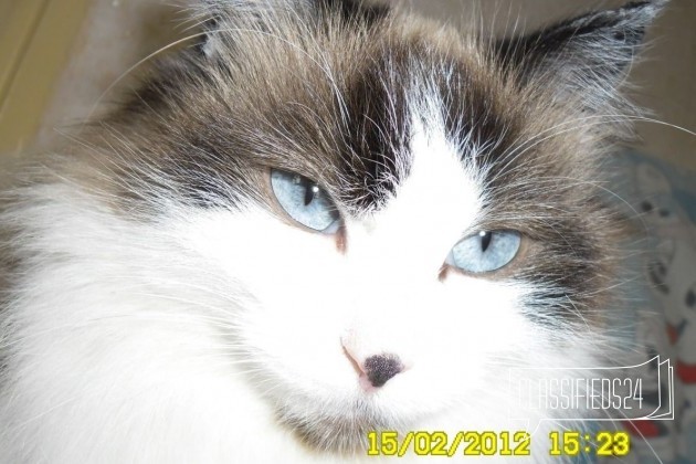 Котята породы Рэгдолл в городе Чита, фото 1, телефон продавца: +7 (929) 481-27-86