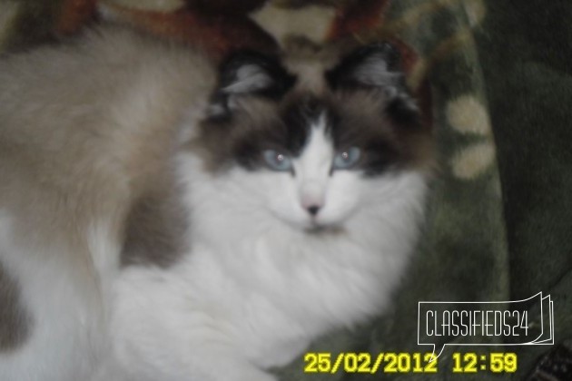 Котята породы Рэгдолл в городе Чита, фото 2, стоимость: 0 руб.