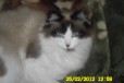 Котята породы Рэгдолл в городе Чита, фото 2, телефон продавца: +7 (929) 481-27-86