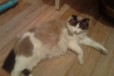 Котята породы Рэгдолл в городе Чита, фото 3, стоимость: 0 руб.