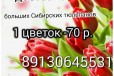 Бесплатная доставка сибирских тюльпанов в городе Барабинск, фото 1, Новосибирская область