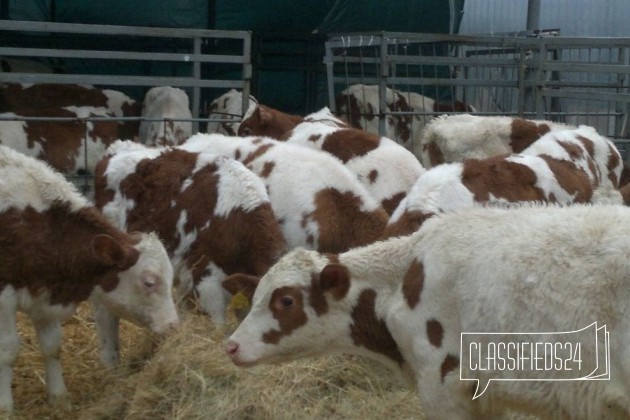Крс, бычки симменталы в городе Каменск-Шахтинский, фото 2, стоимость: 23 000 руб.
