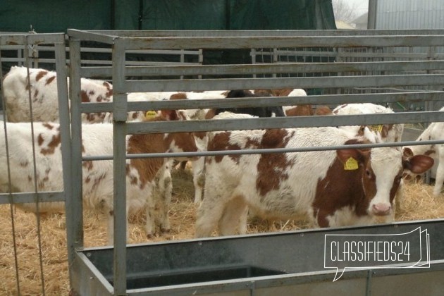 Крс, бычки симменталы в городе Каменск-Шахтинский, фото 3, Сельхоз животные
