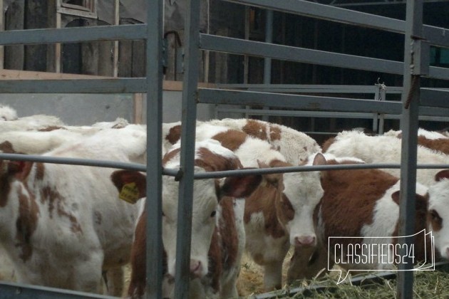 Крс, бычки симменталы в городе Каменск-Шахтинский, фото 5, телефон продавца: +7 (909) 408-93-87
