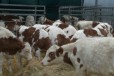 Крс, бычки симменталы в городе Каменск-Шахтинский, фото 2, телефон продавца: +7 (909) 408-93-87