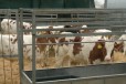 Крс, бычки симменталы в городе Каменск-Шахтинский, фото 3, стоимость: 23 000 руб.