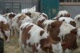 Крс, бычки симменталы в городе Каменск-Шахтинский, фото 4, Сельхоз животные
