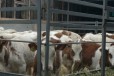 Крс, бычки симменталы в городе Каменск-Шахтинский, фото 5, Ростовская область