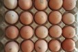 Венгерский великан (Франция) запись на яйцо цыплят в городе Екатеринбург, фото 1, Свердловская область