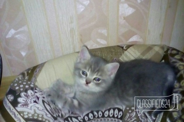 Продаю котят в городе Киров, фото 2, телефон продавца: +7 (922) 904-39-35