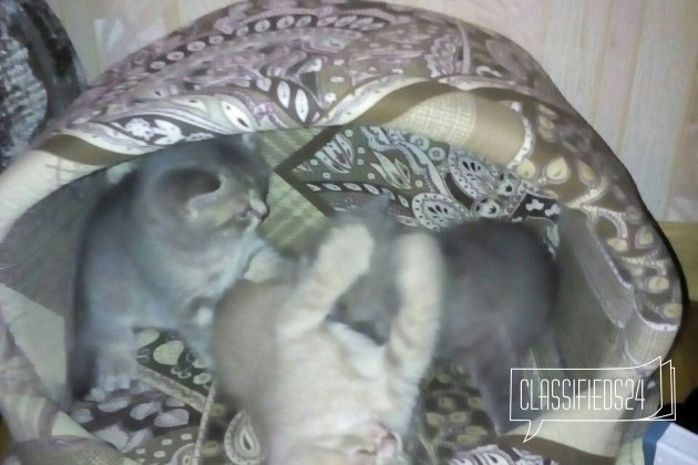 Продаю котят в городе Киров, фото 3, стоимость: 1 500 руб.