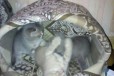 Продаю котят в городе Киров, фото 3, стоимость: 1 500 руб.