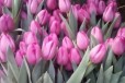 Тюльпаны на 8 марта в городе Казань, фото 1, Татарстан