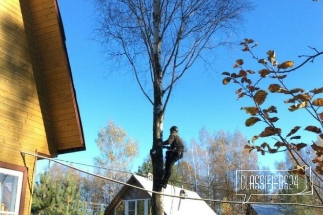 Спил деревьев и кронирование в городе Чебоксары, фото 2, стоимость: 0 руб.