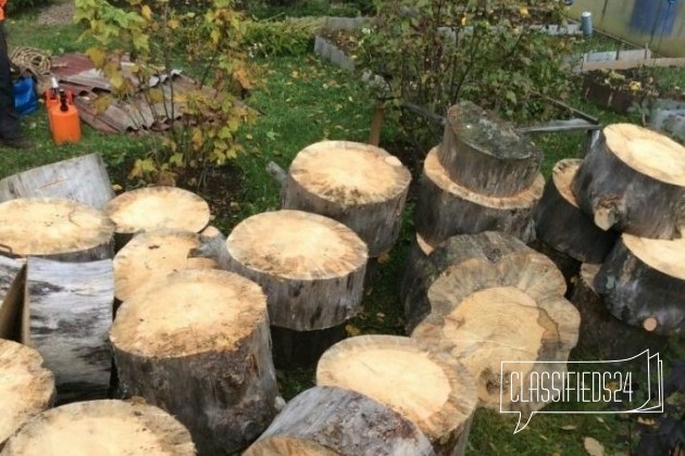 Спил деревьев и кронирование в городе Чебоксары, фото 4, Чувашия