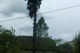 Спил деревьев и кронирование в городе Чебоксары, фото 5, Чувашия