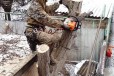 Спилить дерево в городе Краснодар, фото 1, Краснодарский край