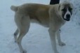 Помогите Найти Собаку в городе Барнаул, фото 1, Алтайский край