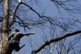 Спил деревьев арбористами в городе Таганрог, фото 1, Ростовская область