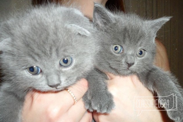 Котята британской породы в городе Брянск, фото 1, Британская