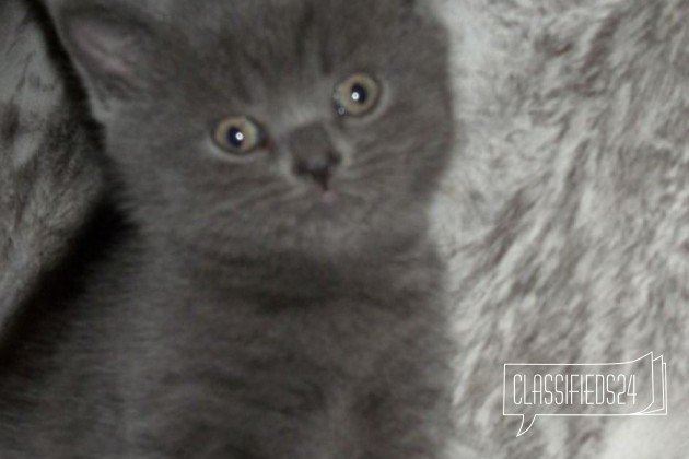 Котята британской породы в городе Брянск, фото 3, телефон продавца: +7 (903) 819-40-85