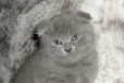 Котята британской породы в городе Брянск, фото 2, телефон продавца: +7 (903) 819-40-85