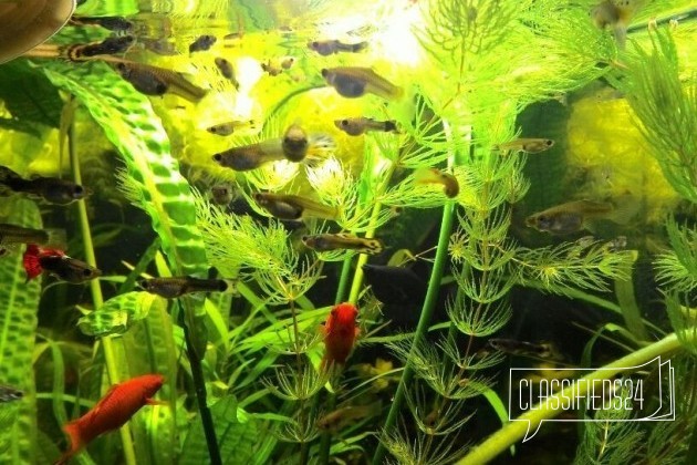 Гуппи мальки 7 р в городе Киров, фото 1, телефон продавца: +7 (912) 718-18-86