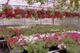 Петуния и другие цветы из первых рук в городе Минеральные Воды, фото 1, Ставропольский край