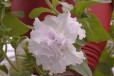 Петуния и другие цветы из первых рук в городе Минеральные Воды, фото 3, стоимость: 35 руб.