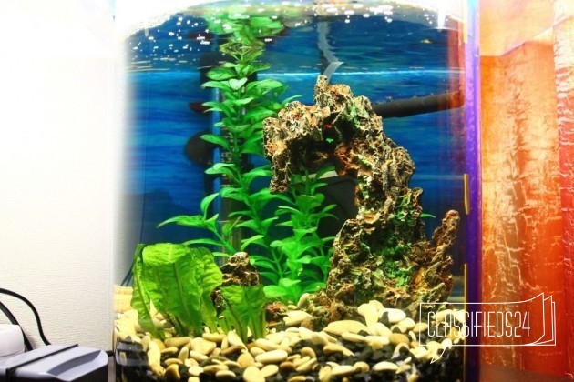 Продам аквариум 30 л в городе Магадан, фото 2, Аквариумные рыбки
