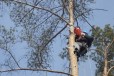 Удаление. Валка деревьев. Аварийные деревья в городе Санкт-Петербург, фото 1, Ленинградская область