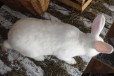 Кролик в городе Бирск, фото 2, телефон продавца: +7 (903) 350-16-14