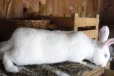 Кролик в городе Бирск, фото 5, Башкортостан