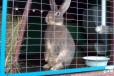 Продам серо-голубого крола рекса, д. р. 28.07.15 в городе Челябинск, фото 1, Челябинская область