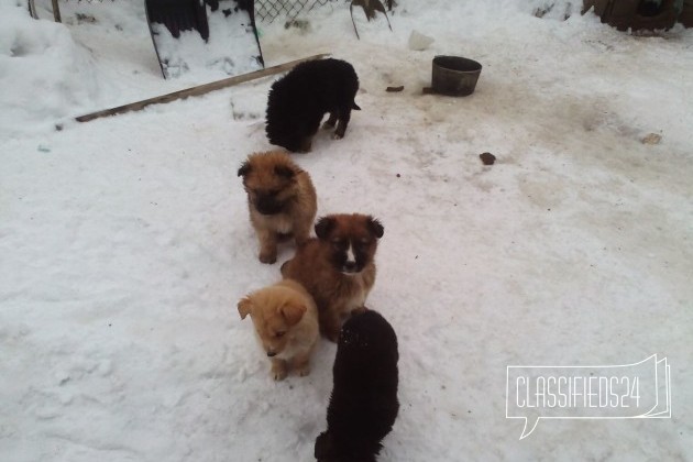Щенки крупных собак в городе Стерлитамак, фото 1, Башкортостан