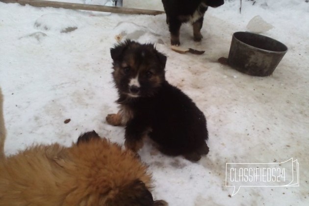 Щенки крупных собак в городе Стерлитамак, фото 3, стоимость: 200 руб.