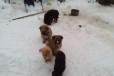 Щенки крупных собак в городе Стерлитамак, фото 1, Башкортостан