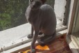 Кошечка 1.5 года в городе Одинцово, фото 1, Московская область