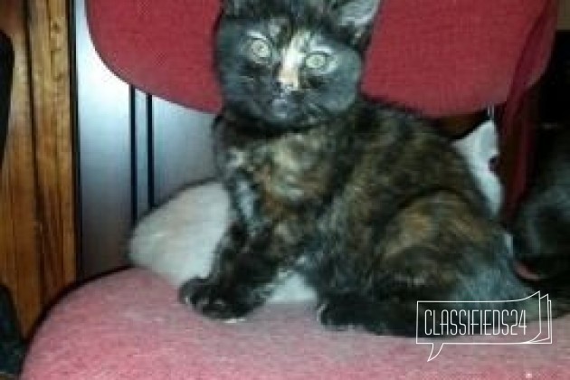 Зара- ваше черепаховое счатье в городе Смоленск, фото 1, Смоленская область