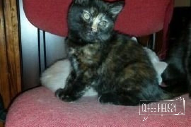 Зара- ваше черепаховое счатье в городе Смоленск, фото 3, стоимость: 0 руб.