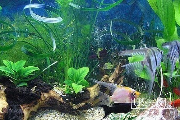 Чистка аквариумов и декоративное оформление в городе Благовещенск, фото 1, телефон продавца: +7 (961) 955-46-61
