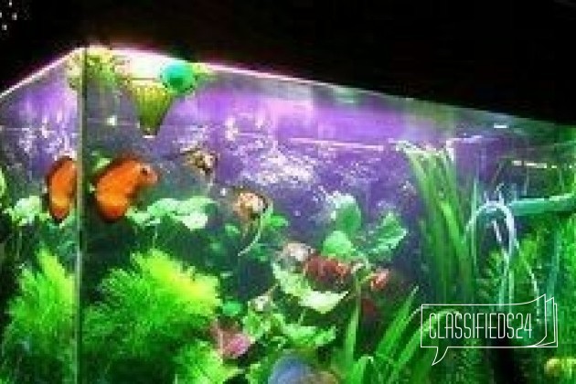 Чистка аквариумов и декоративное оформление в городе Благовещенск, фото 5, телефон продавца: +7 (961) 955-46-61