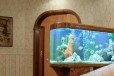 Чистка аквариумов и декоративное оформление в городе Благовещенск, фото 4, Прочие услуги для животных