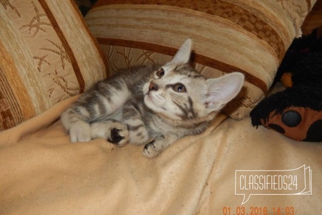 Продается котенок в городе Березники, фото 1, телефон продавца: +7 (912) 591-61-09