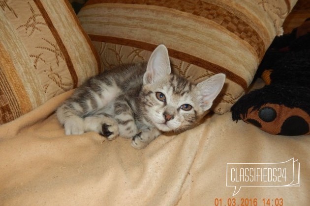 Продается котенок в городе Березники, фото 2, стоимость: 3 000 руб.