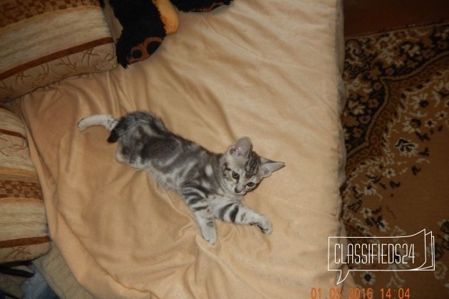 Продается котенок в городе Березники, фото 3, Курильский бобтейл