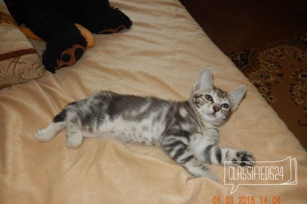 Продается котенок в городе Березники, фото 4, Пермский край