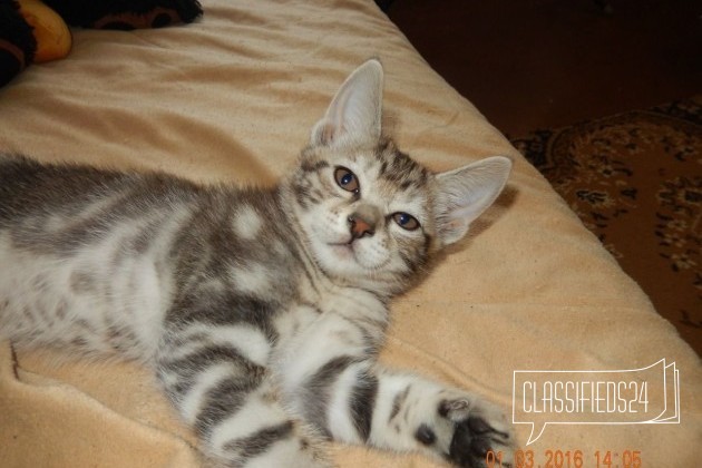 Продается котенок в городе Березники, фото 5, телефон продавца: +7 (912) 591-61-09