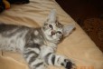 Продается котенок в городе Березники, фото 5, Пермский край